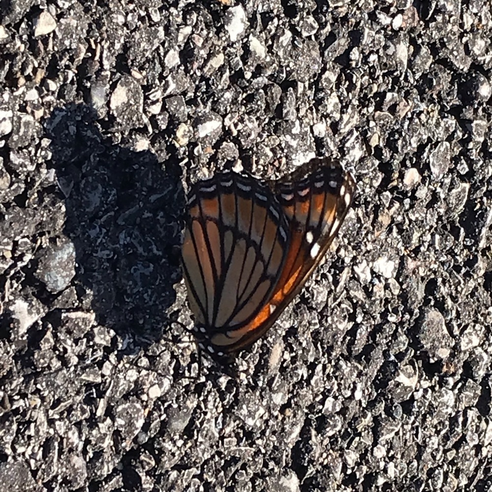 Meet your Posher, Raeanne